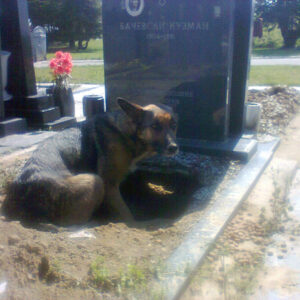 Dog refuses to leave grave – then a woman sneaks closer to find the truth