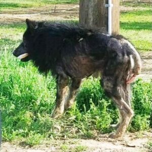 “Werewolf” stands on side of road for months: then a stranger approaches and sees the unthinkable