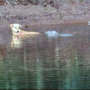 Stray Dog Met Three Crocodiles On River And What Happened Next Surprised Everyone