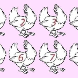 Strickly for the » Genius» Which chicken is different? No winners yet.