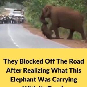 They blocked off the road after realizing what this elephant was carrying with its trunk