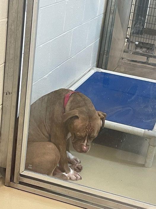 Heartbreaking Photo Shows Shelter Pit Bull Losing Hope After   IMG 4077 