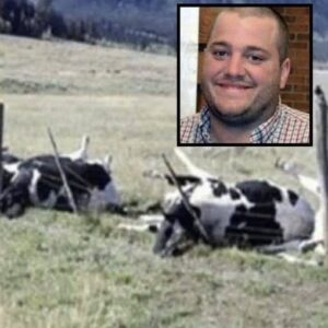 Farmer And 16 Cows Found Dead, Cause Of Death Finally Discovered.