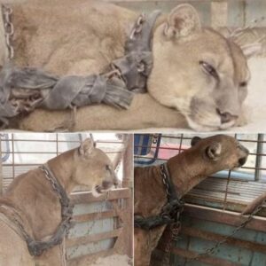 After 20 Years in Captivity, See a Circus Lion’s Emotional Reaction to Freedom (VIDEO)