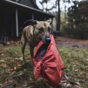 Four Years after My Husband Went Missing, a Dog Brought Me the Jacket He Was Wearing on the Day He Disappeared