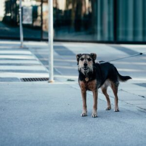 Every Day, A Dog Visits A Closed Store, And A Poor Boy Follows The Dog And Finds Out The Truth—Today’s Story