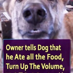 Owner tells Dog that he Ate all the Food, Turn Up The Volume — We Still Can’t Stop Laughing (VIDEO)