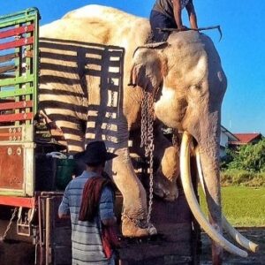 Elephant forced to entertain tourists for over 40 years has gotten its first taste of freedom