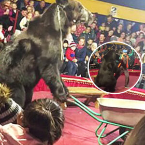 Horrifying moment massive 600lb circus bear attacks its owner