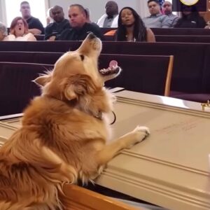 Dog Barks at Coffin during Funeral, Suspicious Son Opens It and Finds It Empty – Story of the Day