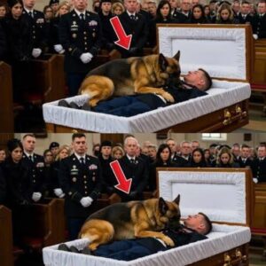 THE K9 WOULDN’T LEAVE HIS SIDE—EVEN AT THE FUNERAL THE K9 WOULDN’T LEAVE HIS SIDE—EVEN AT THE FUNERAL