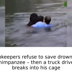 Zookeepers refuse to save drowning chimpanzee – then a truck driver breaks into his cage