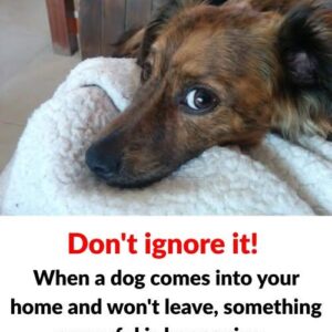 What does it mean when a dog comes to your house and doesn’t want to leave? What does it mean when a dog comes to your house and doesn’t want to leave?