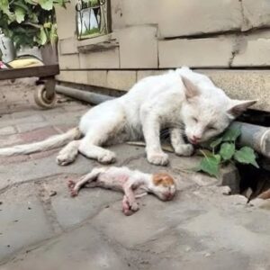 A Mother Cat’s Eyes Filled with Tears, Fearing Someone Might Steal Her Kitten. A Heart-Wrenching Moment!