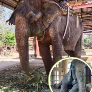 Elephant freed after more than 80 years in shackles.