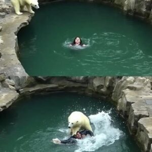 A 32-year-old woman was attacked by a polar bear after she jumped into their enclosure at the Berlin Zoo. A 32-year-old woman was attacked by a polar bear after she jumped into their enclosure at the Berlin Zoo.