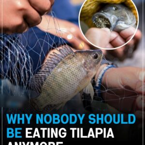 Still eating tilapia? You might want to think twice. 🐟 Still eating tilapia? You might want to think twice. 🐟