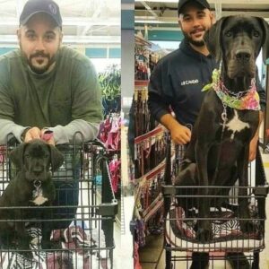 I PUT HER IN THE SHOPPING CART AS A PUPPY FOR FUN—BUT A YEAR LATER, SHE STILL REFUSES TO WALK INSIDE THAT STORE