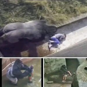 The boy who fell into a gorilla’s cage… and was saved by it… See more