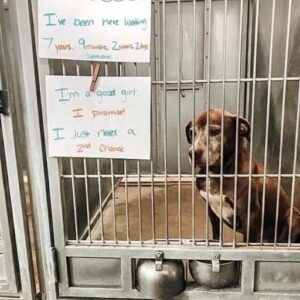 I DIDN’T MEAN TO STOP AT THE SHELTER—BUT HER EYES WOULDN’T LET ME LEAVE
