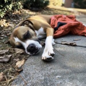 Four Years After My Husband Disappeared, a Dog Brings Back the Jacket He Was Wearing the Day He Went Missing Four Years After My Husband Disappeared, a Dog Brings Back the Jacket He Was Wearing the Day He Went Missing