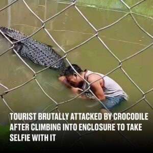 Tourist’s selfie stunt in crocodile enclosure takes deadly turn Tourist’s selfie stunt in crocodile enclosure takes deadly turn