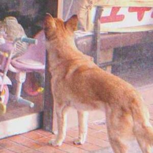Dog Goes to Closed Store Daily then Leaves, One Evening Poor Boy Notices… Dog Goes to Closed Store Daily then Leaves, One Evening Poor Boy Notices…