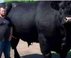 Investing in Quality: My ,500 Black Angus Bull Purchase