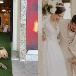 During the wedding, the dog attacked a guest who was hiding something under her dress