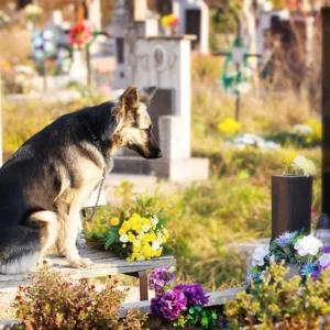 Everyone Thought This Dog Was Grieving for His Owner, Until They Saw WHAT Was Underneath Him Everyone Thought This Dog Was Grieving for His Owner, Until They Saw WHAT Was Underneath Him