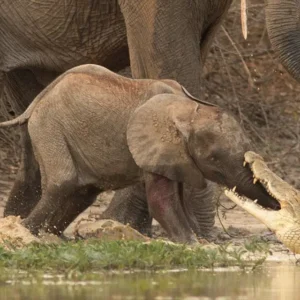 Crocodile catched little elephant’s trunk when he was drinking a water! See what happened after