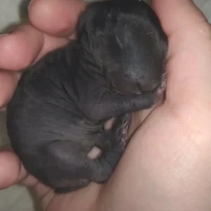 Man brought home a strange creature from the forest. A year later, he was sh0cked by what had grown out of it Man brought home a strange creature from the forest. A year later, he was sh0cked by what had grown out of it