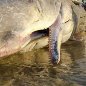 What specialists found in the stomach of the young sperm whale shocked the entire world