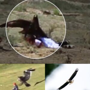 Shocking Footage Shows Massive Golden Eagle Trying To Fly Off With 8-Year-Old Girl