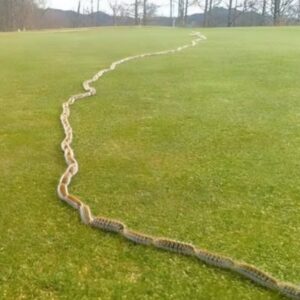 I saw something strange in the grass and thought it was just a rope – but when I looked closer, I screamed in horror!
