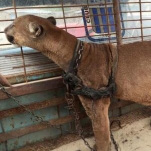 Circus lion was locked up for 20 long years, now watch his reaction when he’s released Circus lion was locked up for 20 long years, now watch his reaction when he’s released