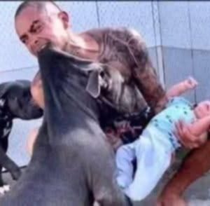 PITBULL DOG ATTACKS HIS OWNER’S SON AND… See more