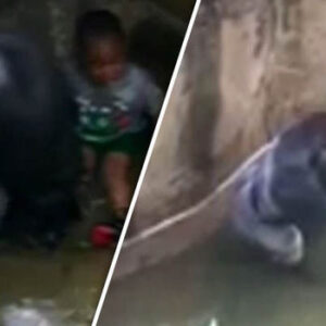 The boy who fell into a gorilla’s cage… and was saved by