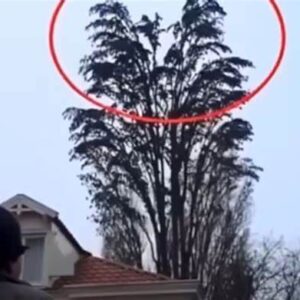 A Quiet Video of a Tree Took an Unexpected Turn at 0:18