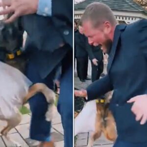 At the wedding, the dog bit a guest who was hiding something under her dress.