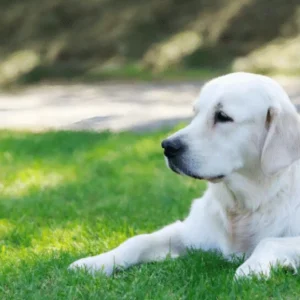 At night, our dog quietly entered the room, placed his paws on my sleeping wife’s chest, and started barking – we were terrified when we realized why the animal was doing that