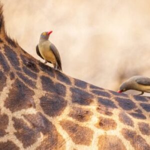 This giraffe left photographer speechless, then sad truth is revealed