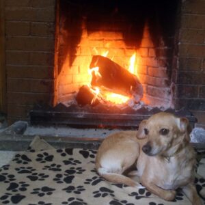 Stray Girl Shared Her Only Blanket with a Freezing Dog – and Fate Rewarded Her in the Most Surprising Way…