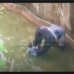 Experts Weigh In On Harambe’s Last Moments