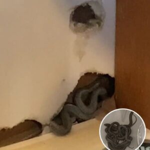 Mom of 2 Amber Hall was delighted to move into her first home. But while she was unpacking, her dog began to behave strangely. That’s when Amber took a closer look at the wall, and what she found makes my blood run cold 😲😲 Check the comments 👇