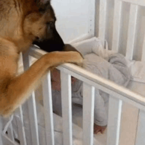 A newly adopted stray dog newborn A newly adopted stray dog newborn