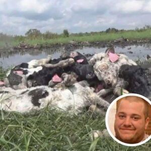 Farmer And 16 Cows Found D.d, Cause Of Dth Finally Discovered Farmer And 16 Cows Found D.d, Cause Of Dth Finally Discovered