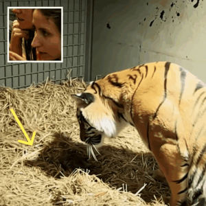 Tiger Mother Gives Birth To Lifeless Cub, Bystanders Left Stunned By Her Immediate Reaction