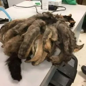 Neglected Cat’s Astonishing Transformation Highlights a Deeper Issue We Can’t