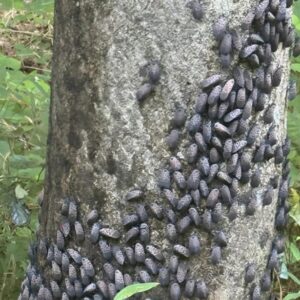 Today I found these gray, strange lumps on a tree: I got closer and noticed that they were moving